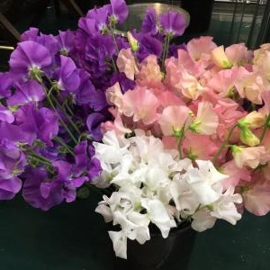 スイトピー♫｜「フローリスト　四季彩」　（静岡県浜松市中央区の花キューピット加盟店 花屋）のブログ