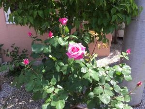 バラの季節です！｜「フローリスト　四季彩」　（静岡県浜松市中央区の花キューピット加盟店 花屋）のブログ